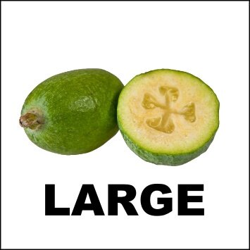 FEIJOA 5KG - LARGE