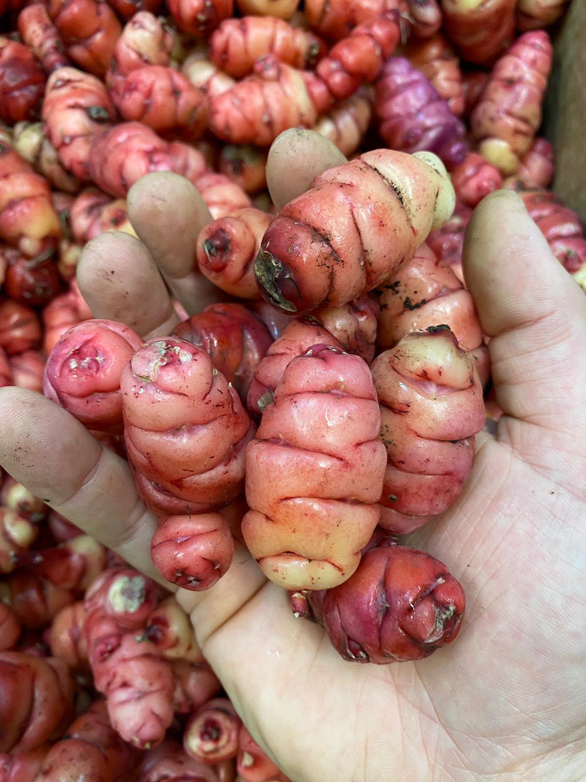 YAMS (OCA) 