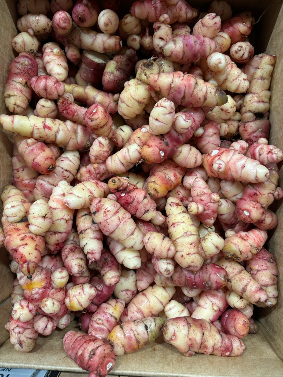 Yams - Oca Variegated (Australia)