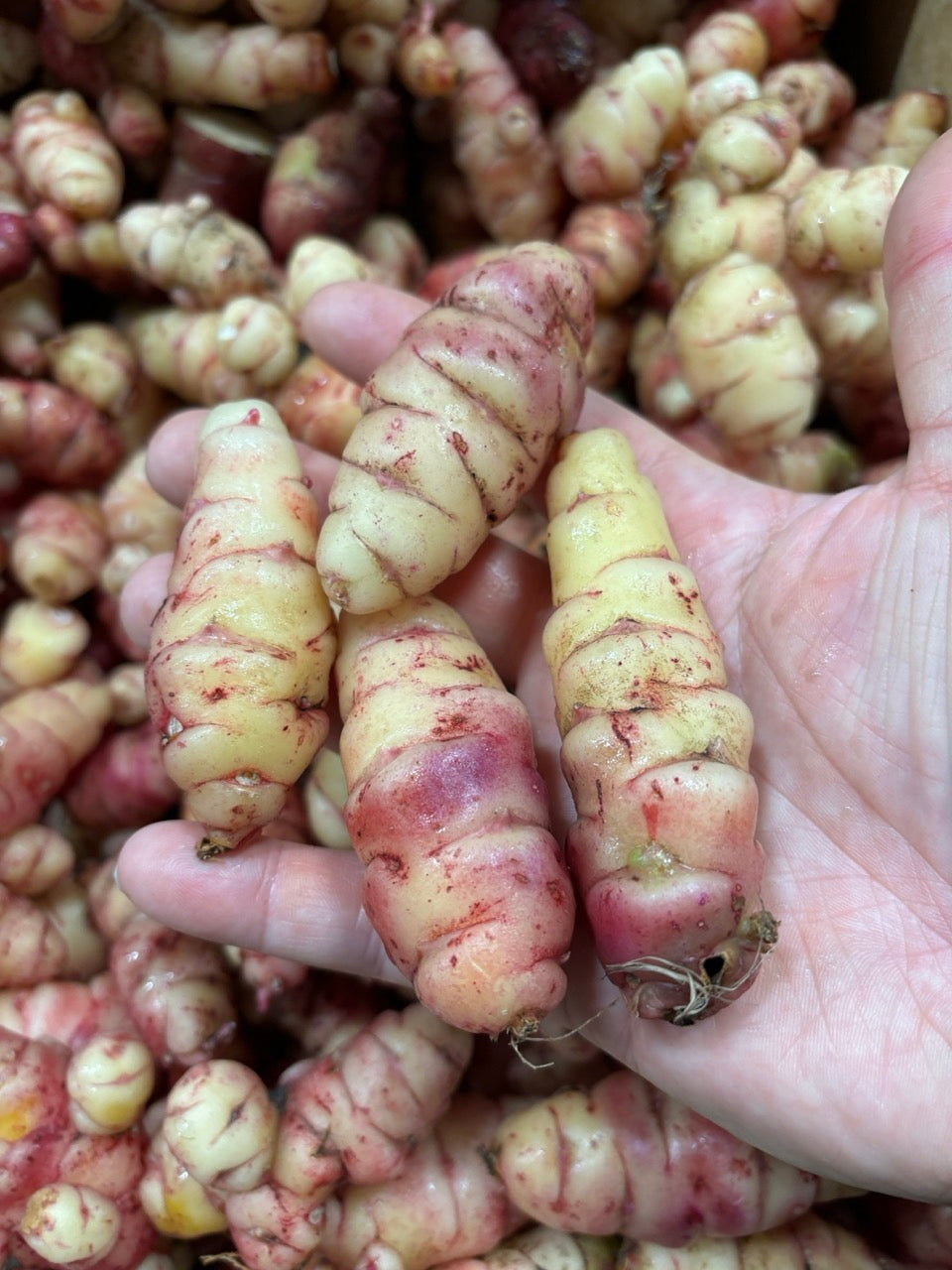 Yams - Oca Variegated (Australia)